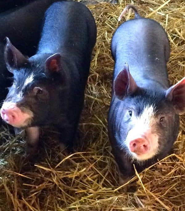 Pigs in Devon