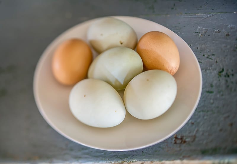 Six brown and white eggs on a plate