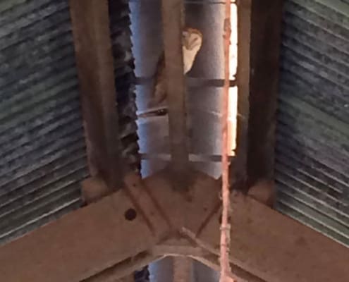 A Barn Owl in the rafters at Brownscombe Luxury Glamping