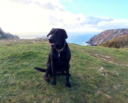 Dog having a rest on Devon's coast path